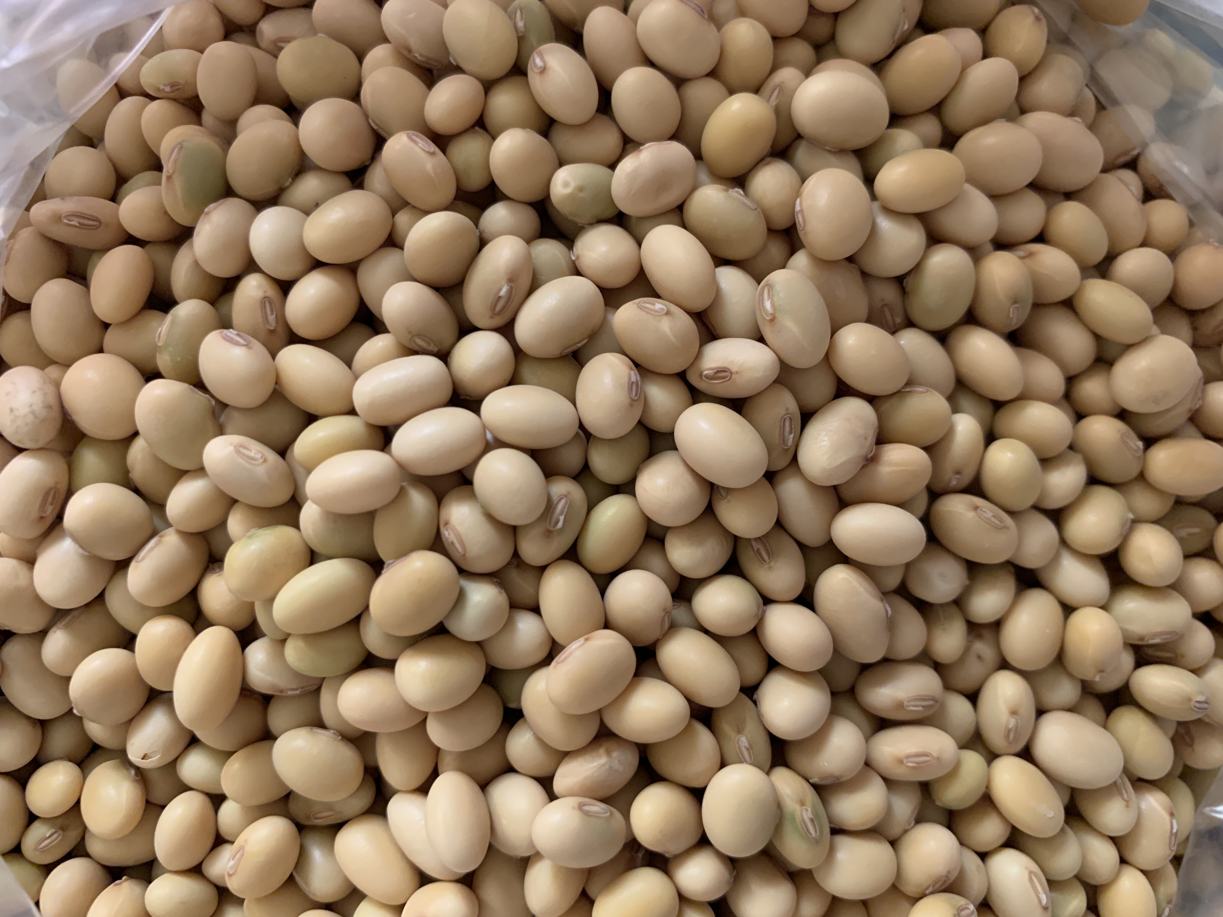 SOY BEANS