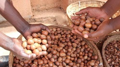 SHEA BUTTER/SHEA NUTS